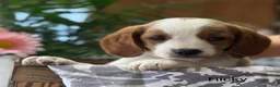 Mixed Breed dogs for sale: Ricky - Ad 2