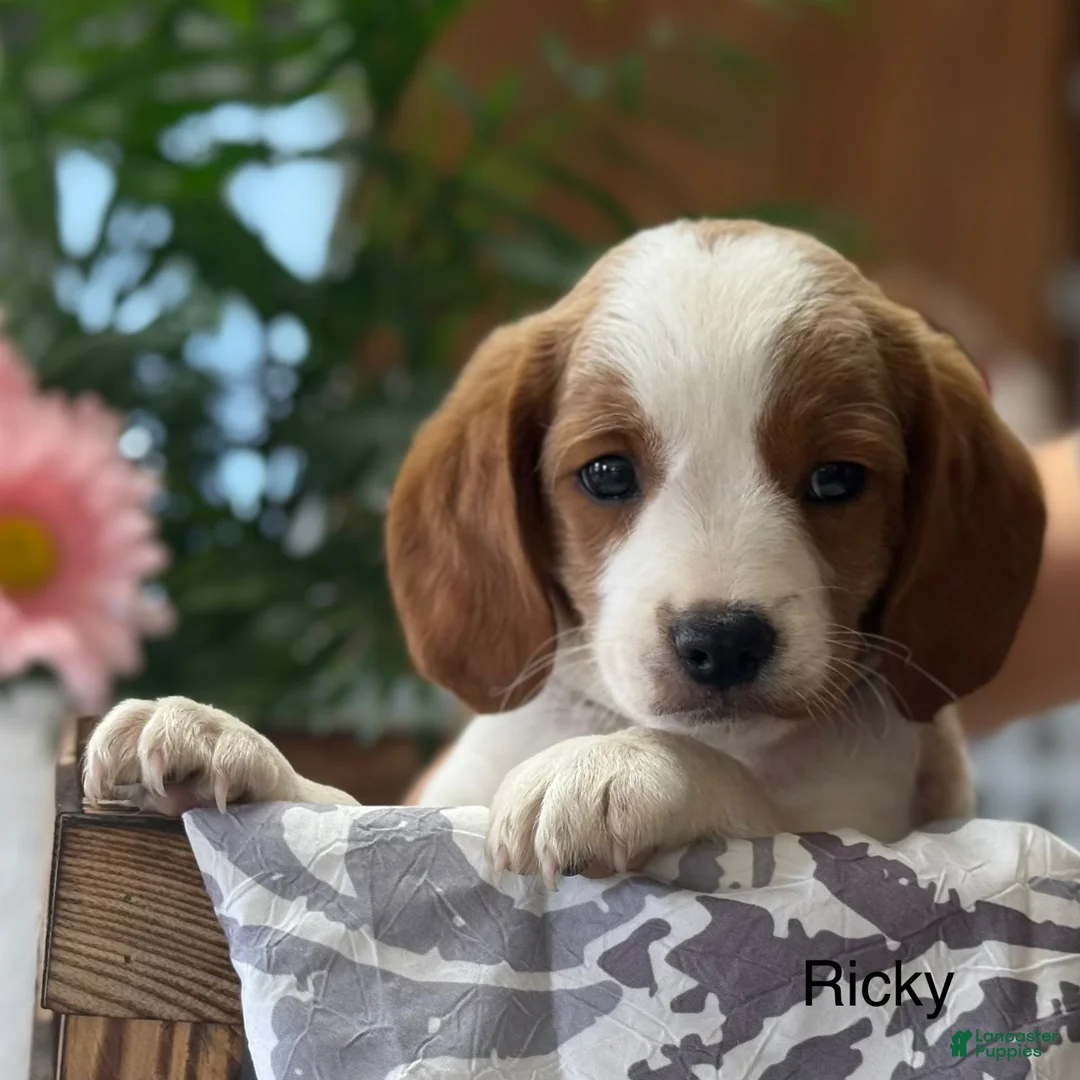 Mixed Breed dogs for sale: Ricky - Ad 2