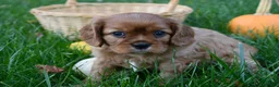 Cavalier King Charles Spaniel dogs for sale: Victor - Ad 6