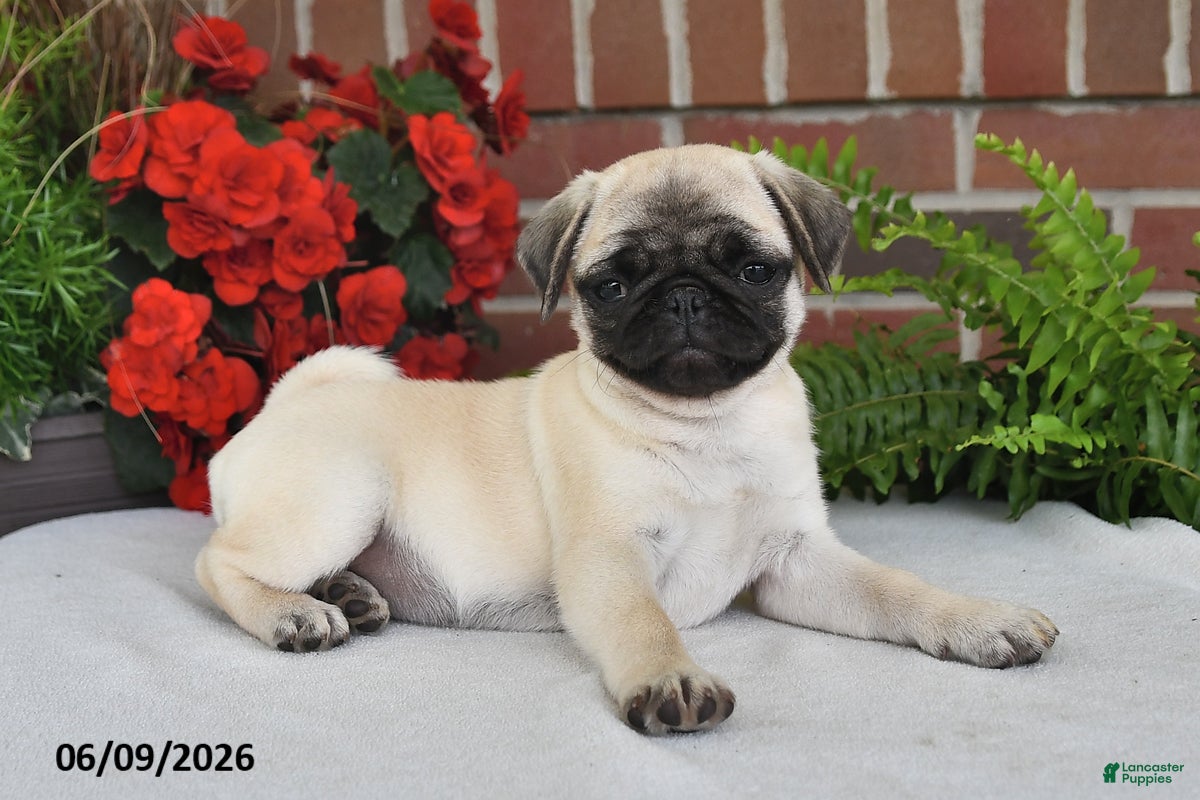 Pug dogs Daisy - Ad 2