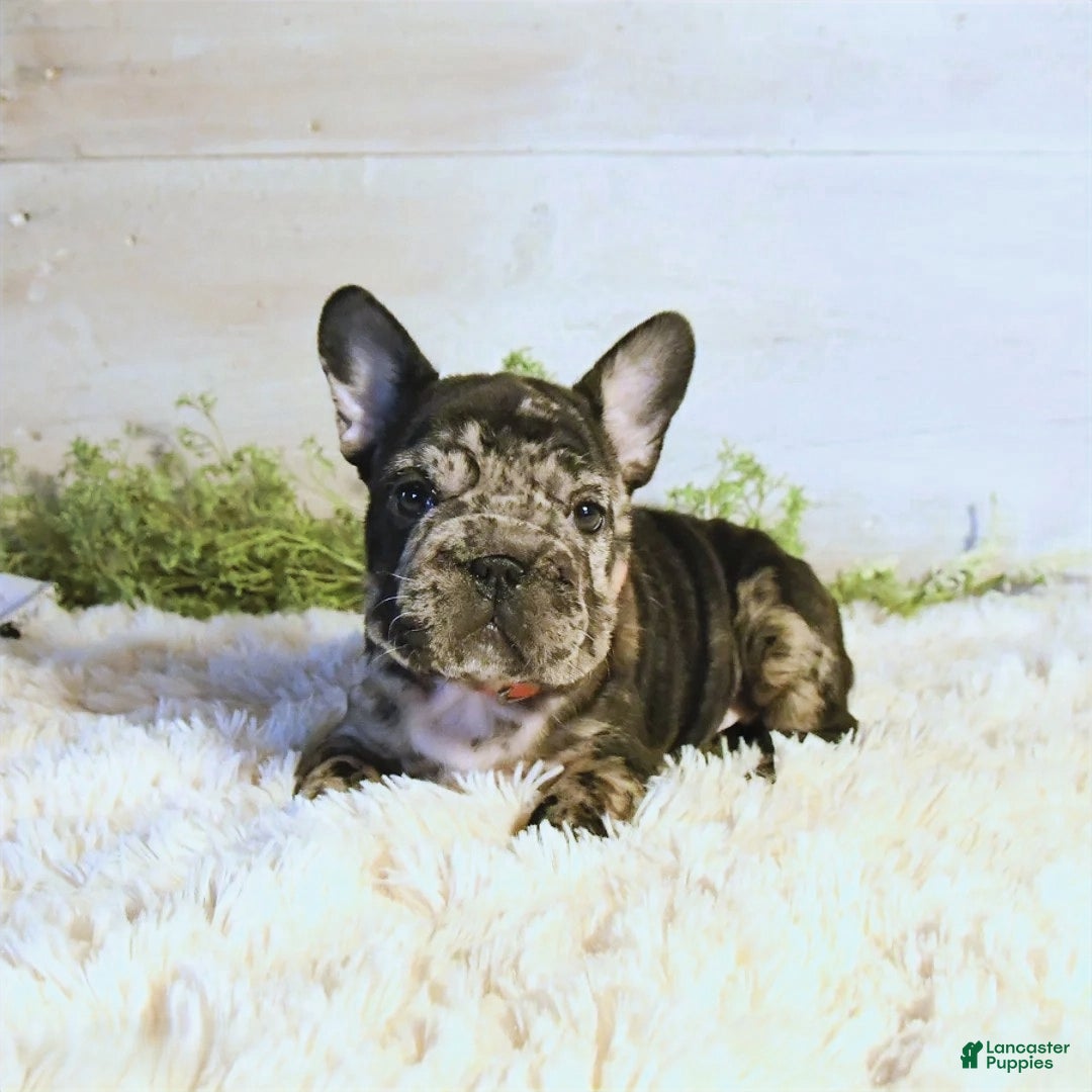 French Bulldog dogs for sale: Ore - Ad 4