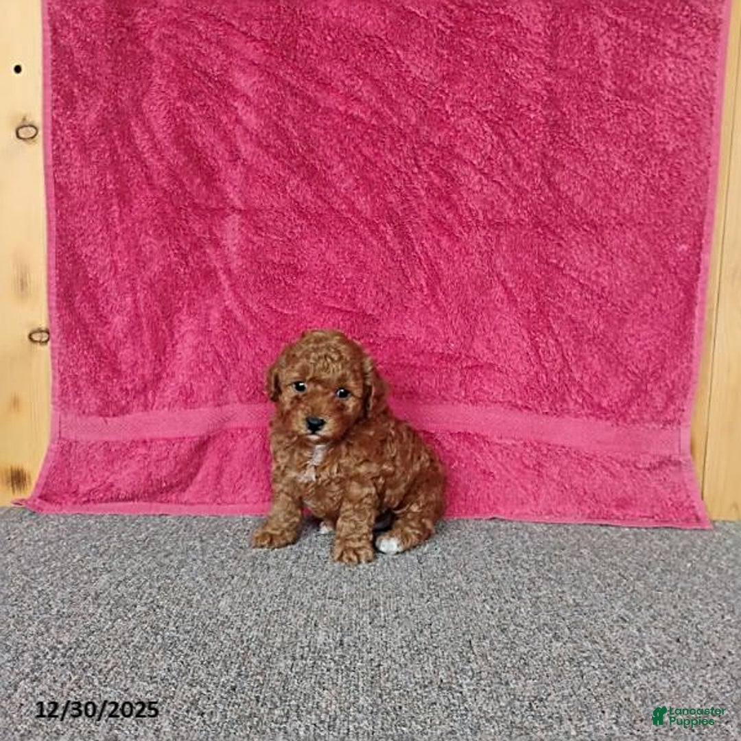 Toy Poodle dogs for sale: Chewy - Ad 9