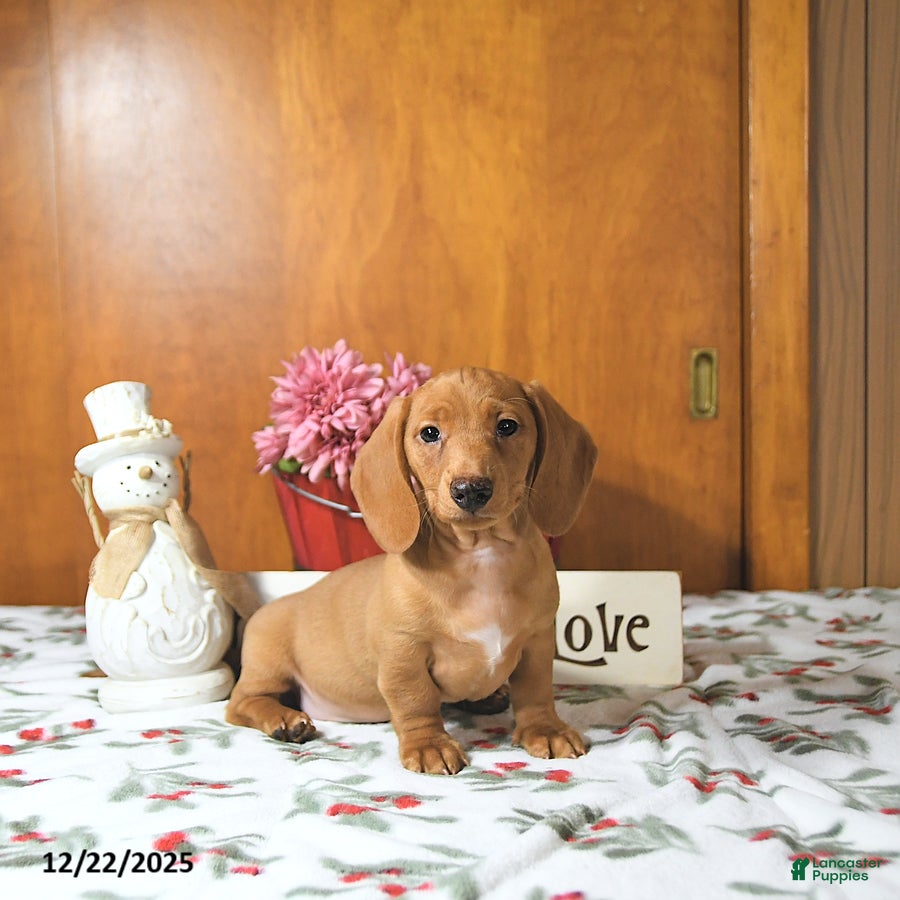 Miniature Dachshund dogs Ranger - Ad 3