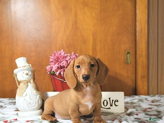 Miniature Dachshund dogs Ranger - Ad 3