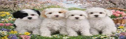 Schnoodle dogs for sale: Schnoodle Puppy 4 - Ad 6
