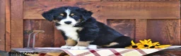 Mixed Breed dogs for sale: Rover - Ad 3