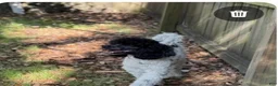 Miniature Poodle dogs for sale: E'claire - Ad 4