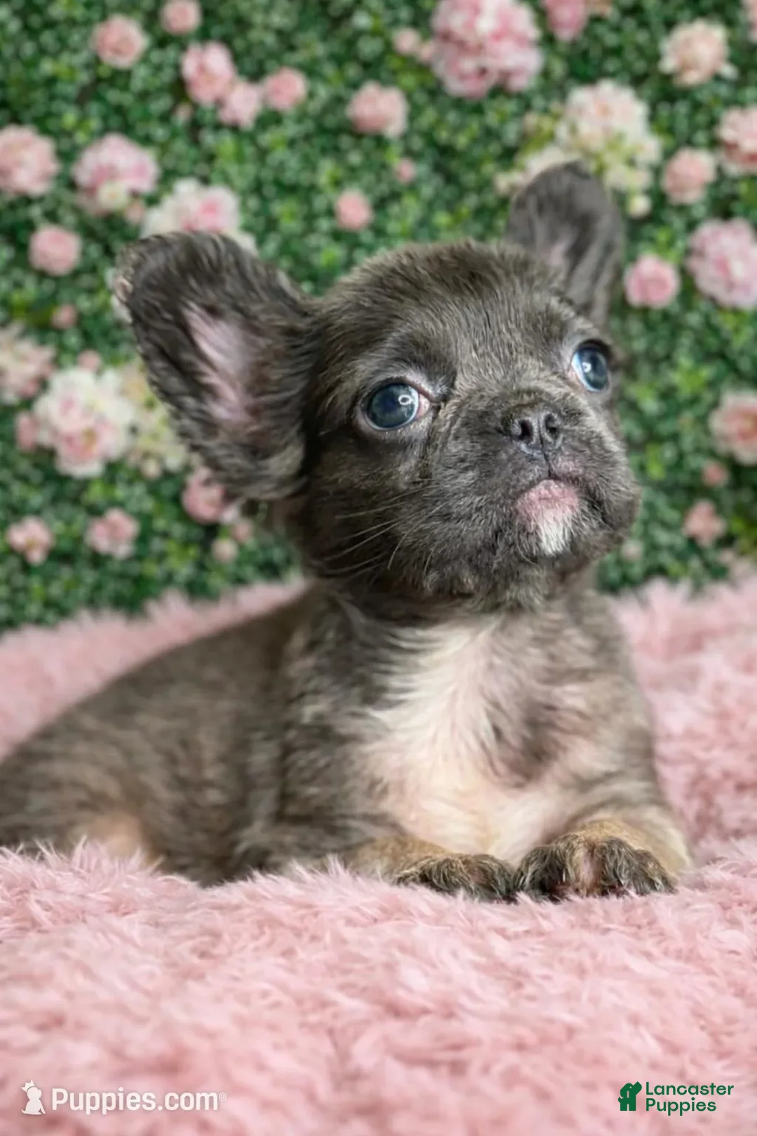 French Bulldog dogs for sale: Female Fluffy 1 - Ad 1