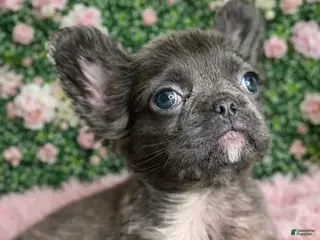 French Bulldog dogs for sale: Female Fluffy 1 - Ad 1