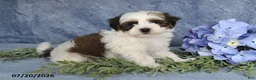 Havapoo dogs for sale: Cotton Candy - Ad 2