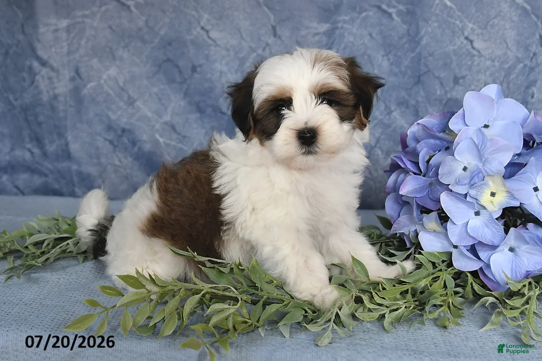 Havapoo dogs for sale: Cotton Candy - Ad 2