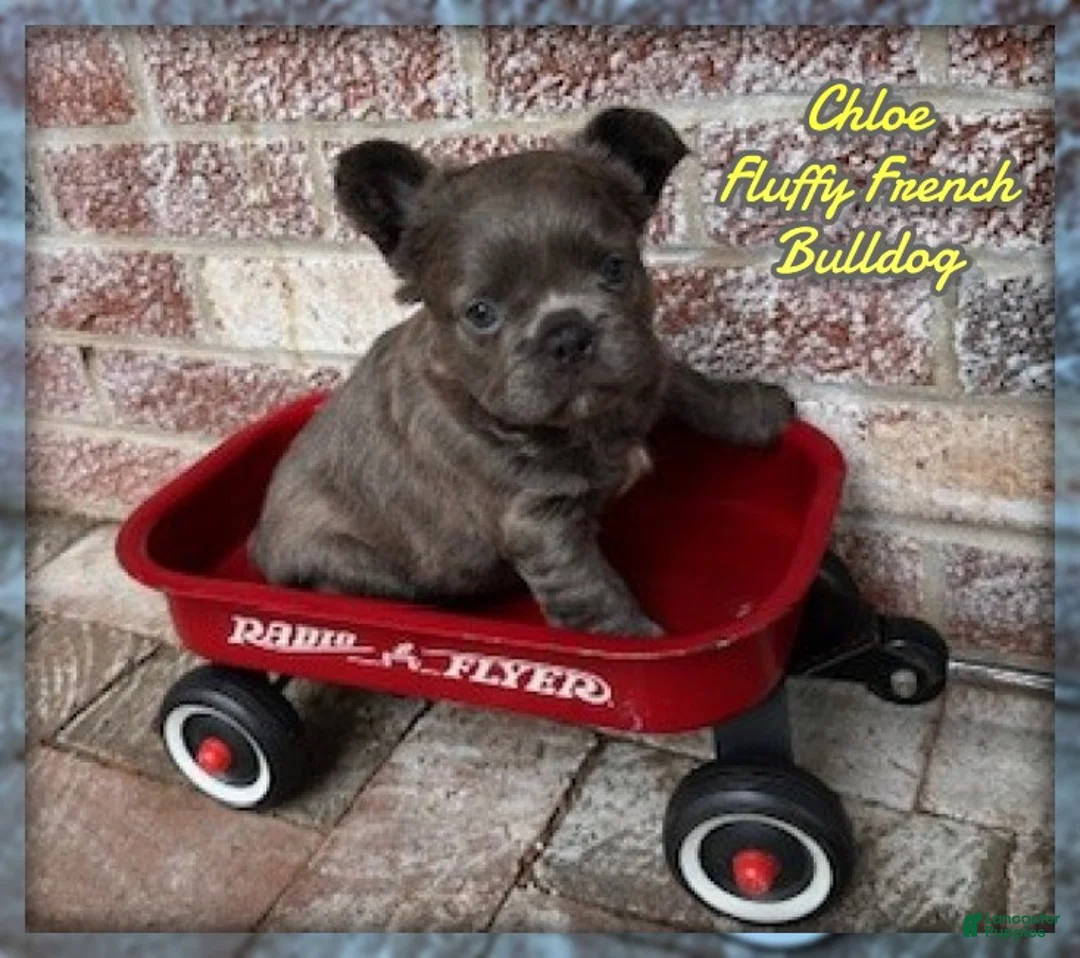 French Bulldog dogs for sale: Chloe - Ad 1