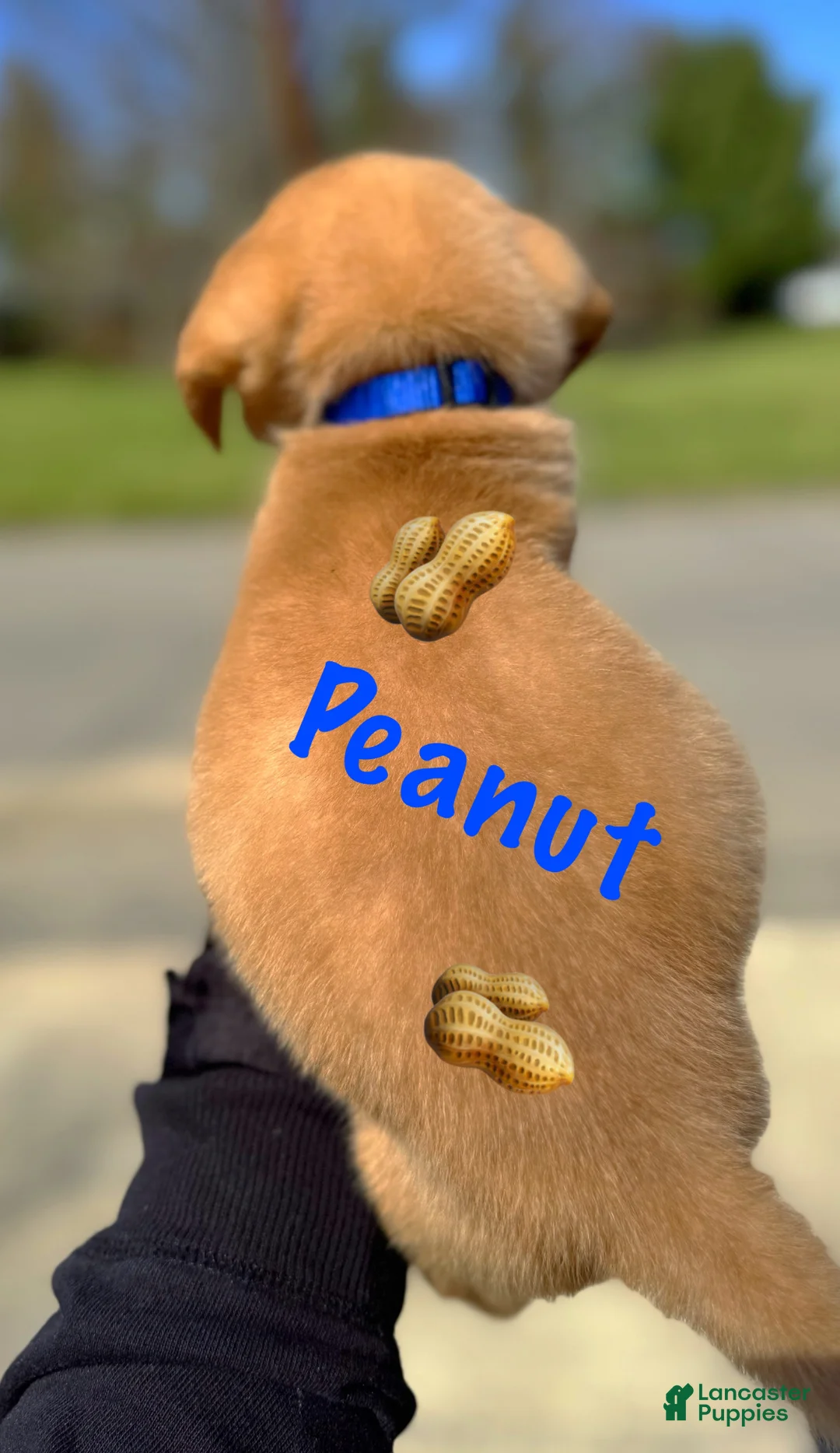 Labrador Retriever dogs for sale: Mr.peanut  - Ad 2