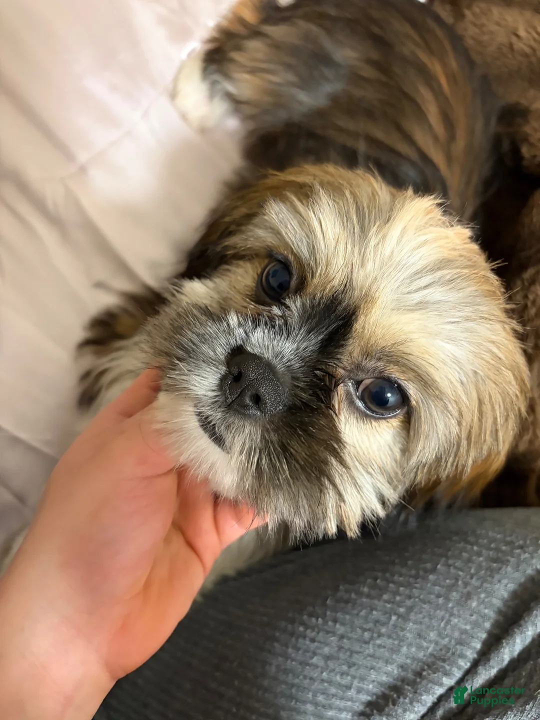 Cavapoochon dogs for sale: Stacy - Ad 2