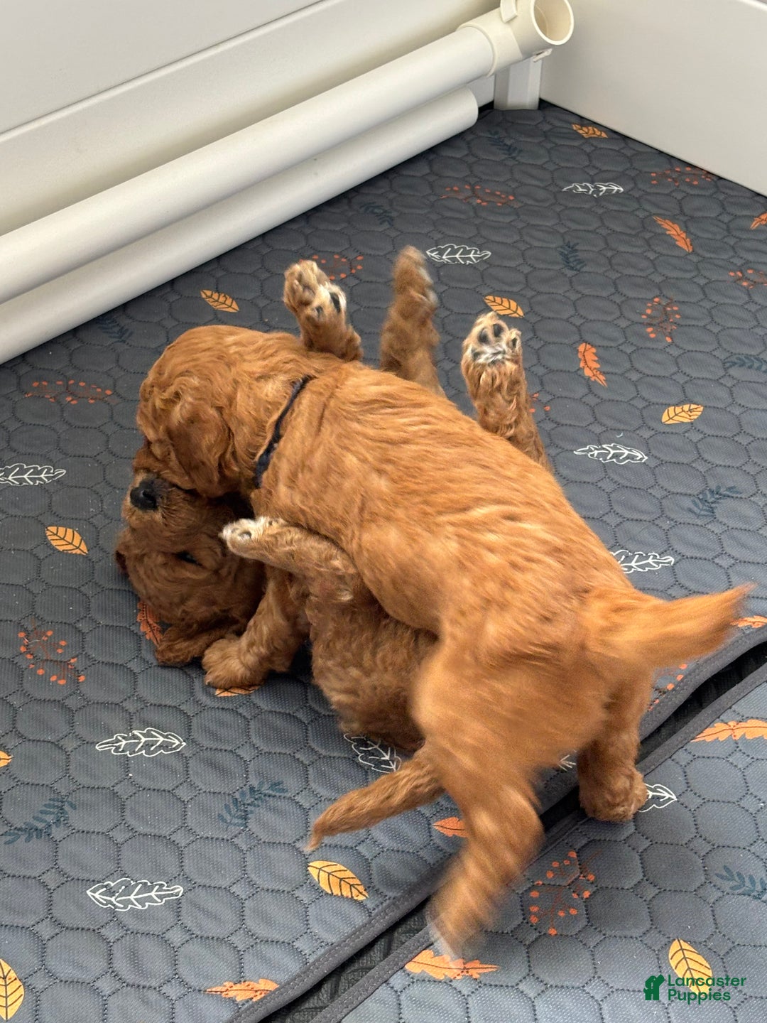 Goldendoodle dogs for sale: Goldendoodle Puppy 4 - Ad 4