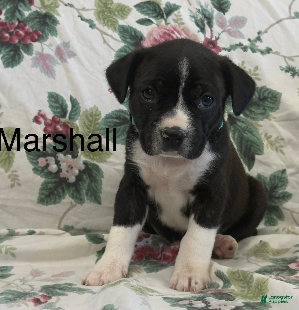 Mixed Breed dogs Marshall - Ad 34