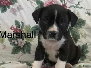 Mixed Breed dogs Marshall - Ad 7
