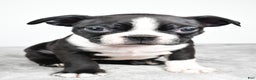 Boston Terrier dogs for sale: Molly - Ad 4