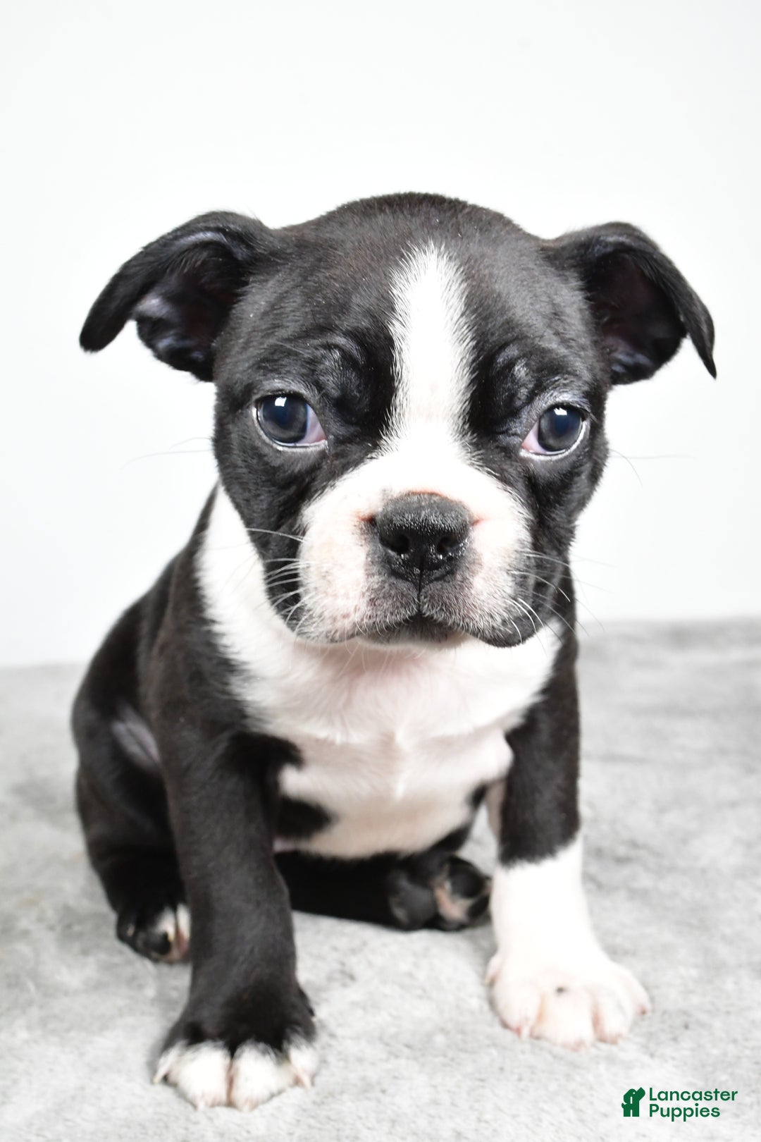Boston Terrier dogs for sale: Molly - Ad 4