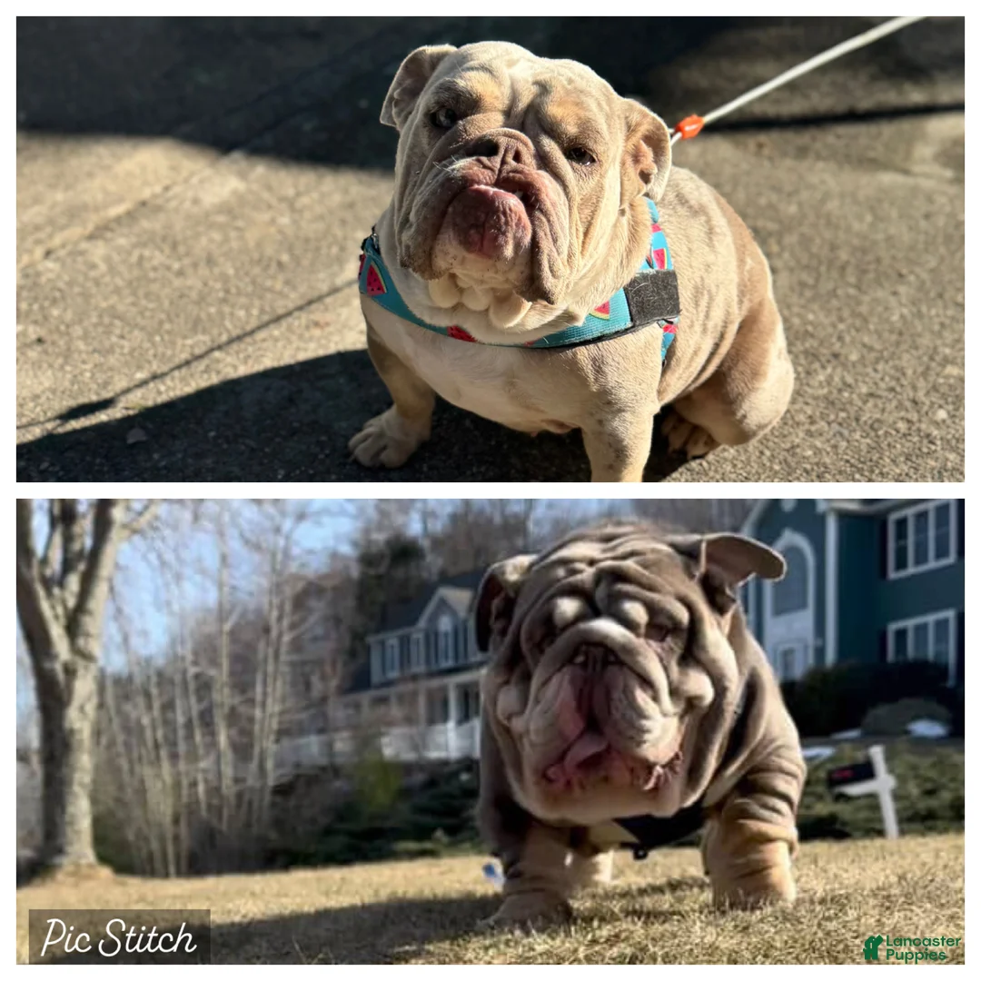 English Bulldog dogs for sale: English Bulldog Puppy 3 - Ad 2