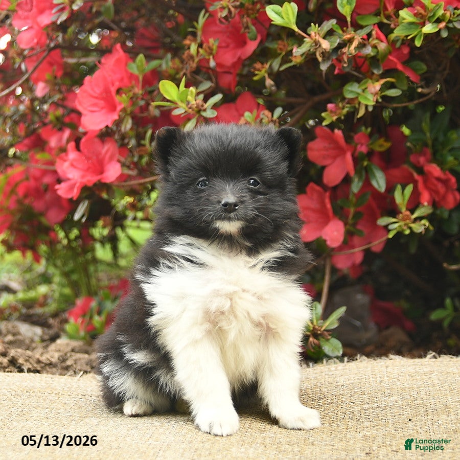Pomeranian dogs Buttercup  - Ad 2
