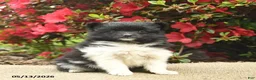 Pomeranian dogs for sale: Buttercup  - Ad 2
