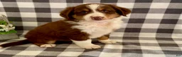Australian Shepherd dogs for sale: Sparky - Ad 4