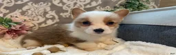 Welsh Corgi Pembroke dogs for sale: Scout - Ad 5