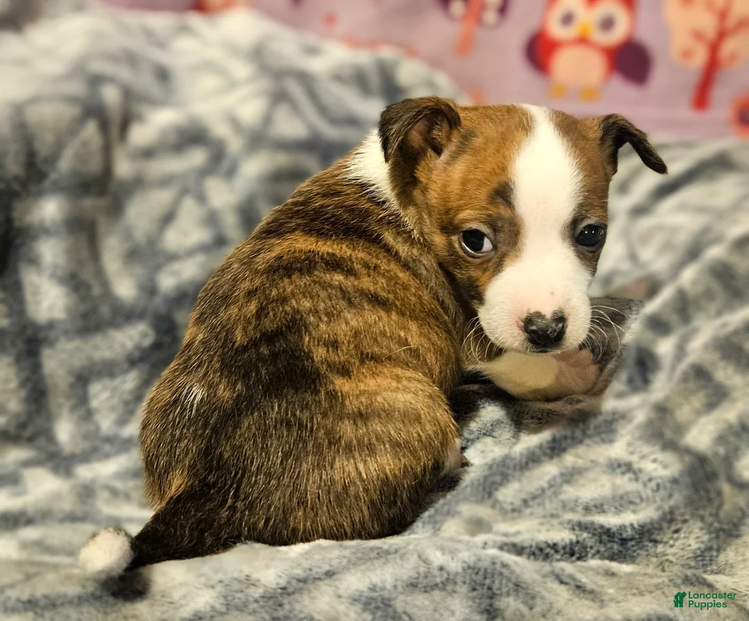 Chihuahua dogs for sale: Charley (Small to T-Cup) - Ad 1