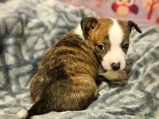 Chihuahua dogs Charley - Ad 39