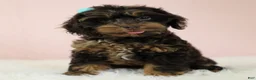 Cockapoo dogs for sale: Magdalena 🍓 - Ad 3