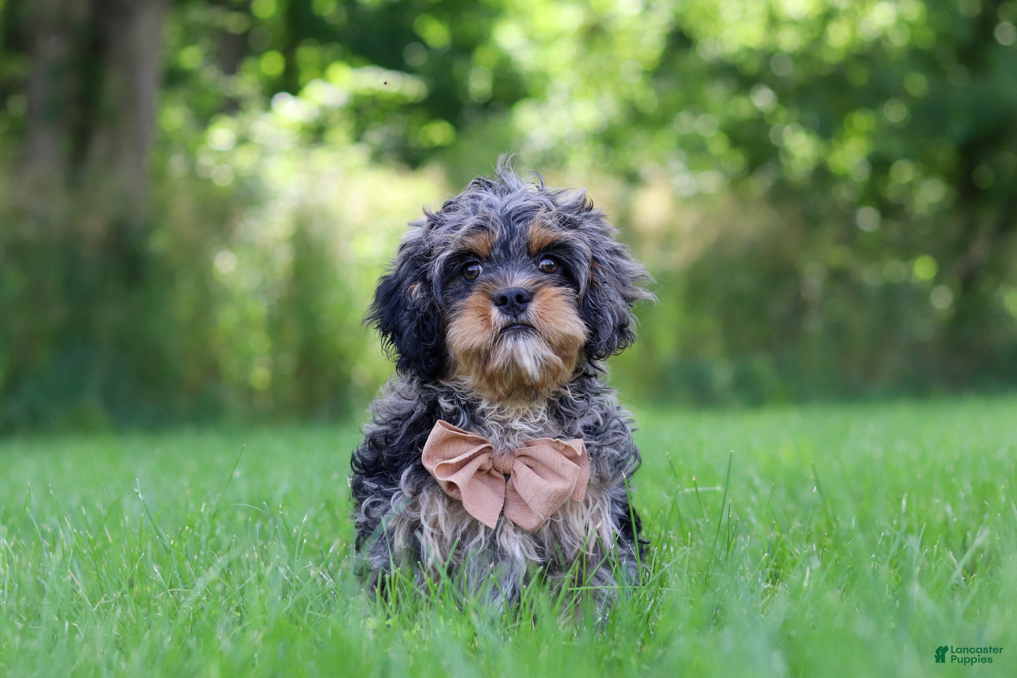 Cavapoo dogs Skeeter - Ad 1