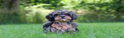 Cavapoo dogs for sale: Skeeter - Ad 1