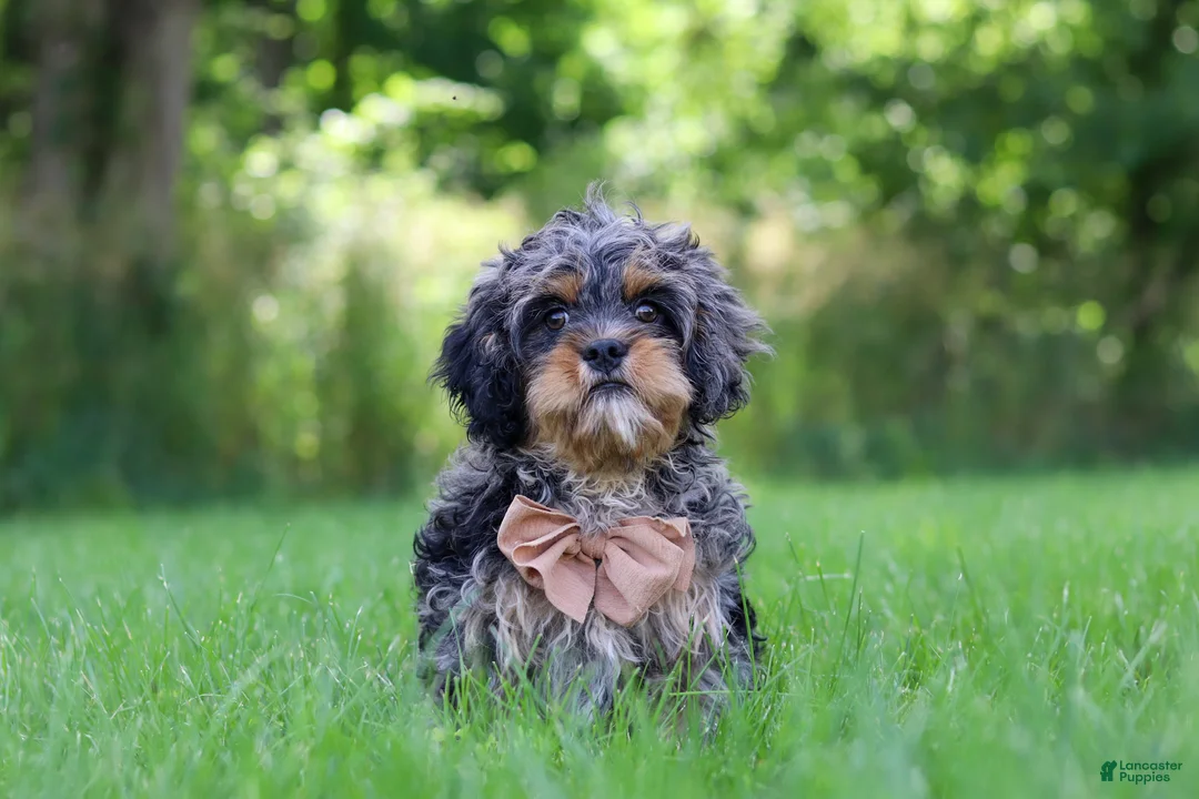 Cavapoo dogs for sale: Skeeter - Ad 1