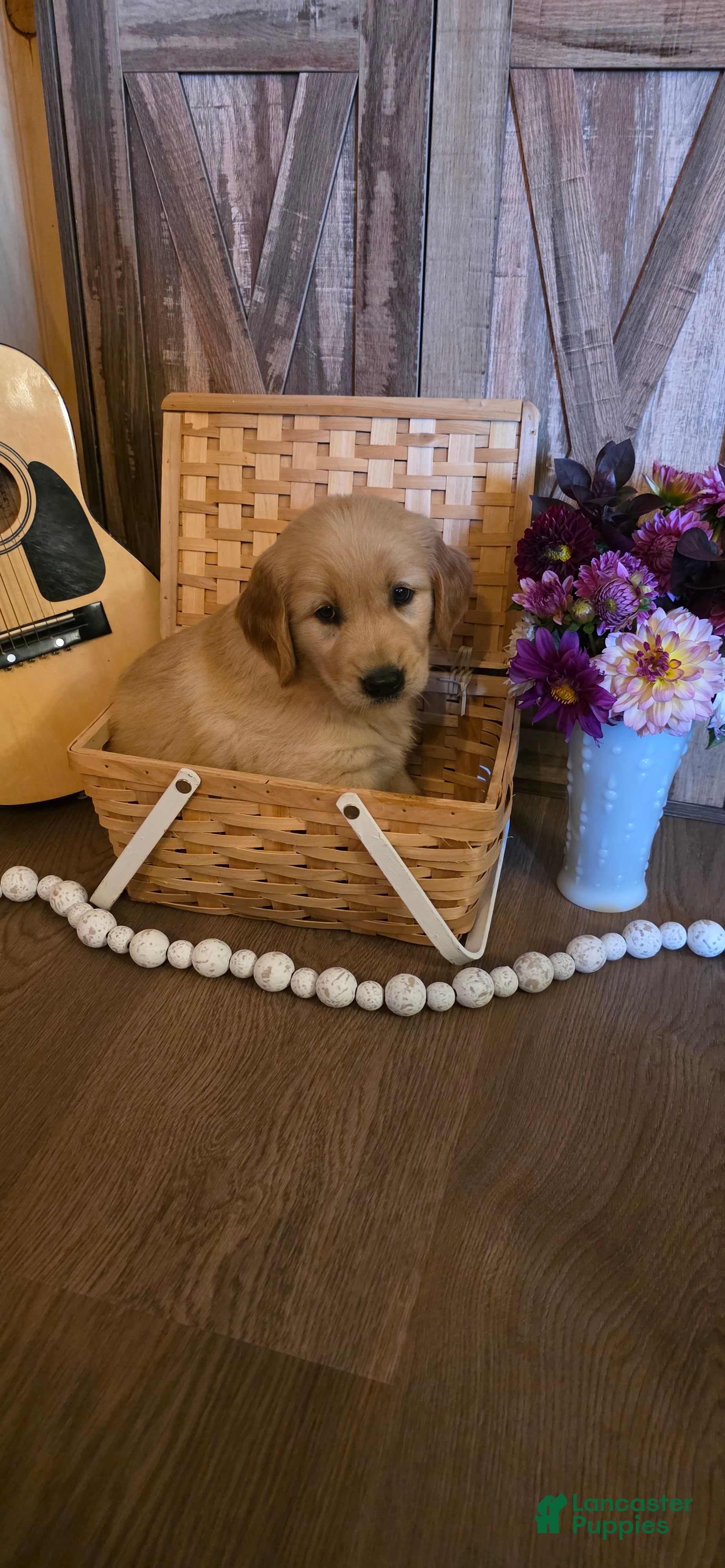 Golden Retriever dogs  Teddy - Ad 2