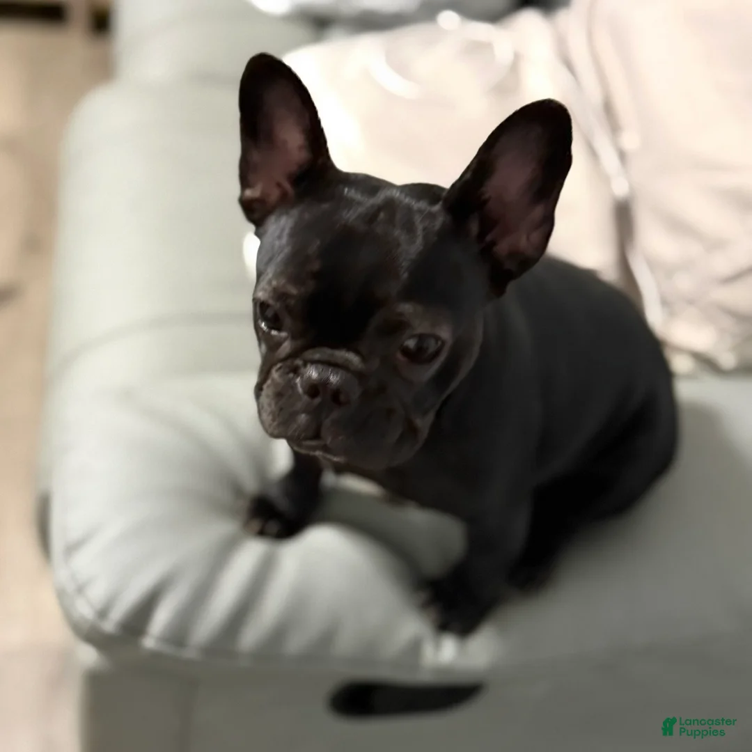 French Bulldog dogs for sale: Coco - Ad 2