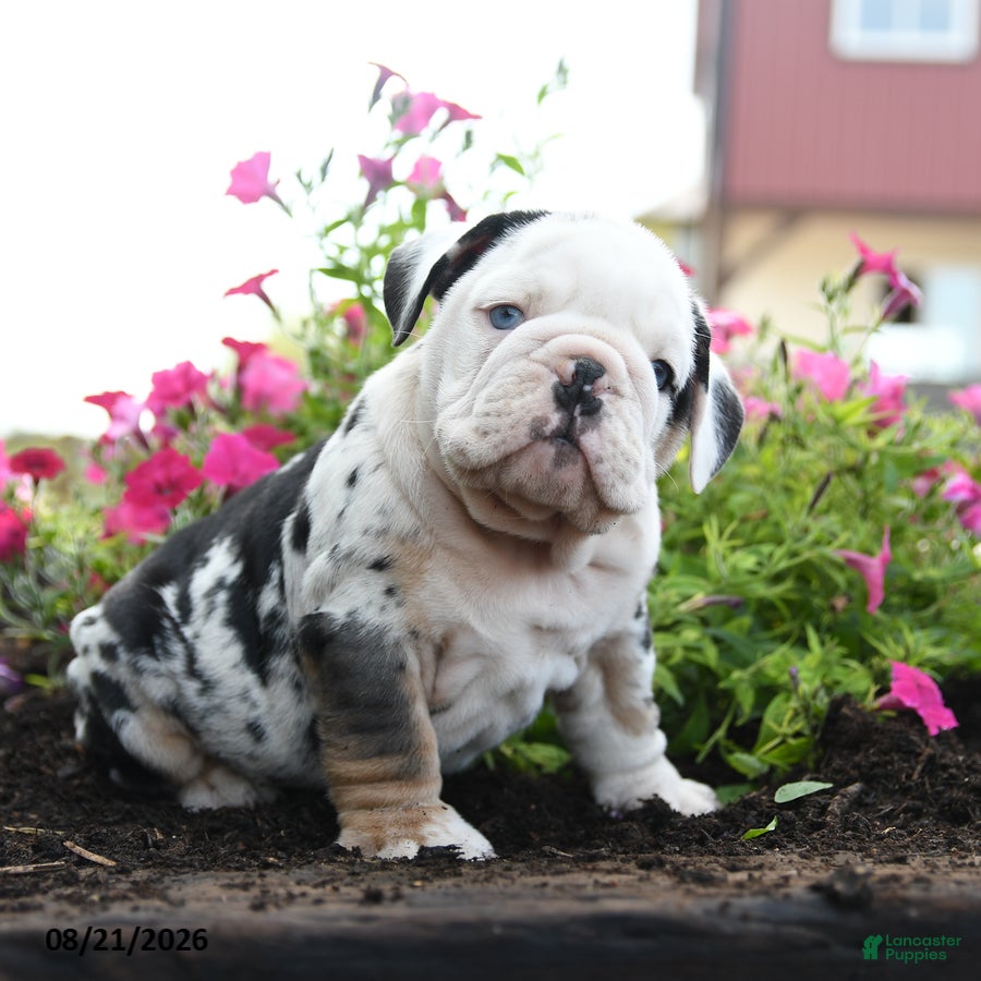 English Bulldog dogs Jinx - Ad 1