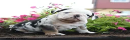 English Bulldog dogs for sale: Jinx - Ad 1
