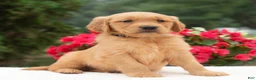 Golden Retriever dogs for sale: Kayden  - Ad 6