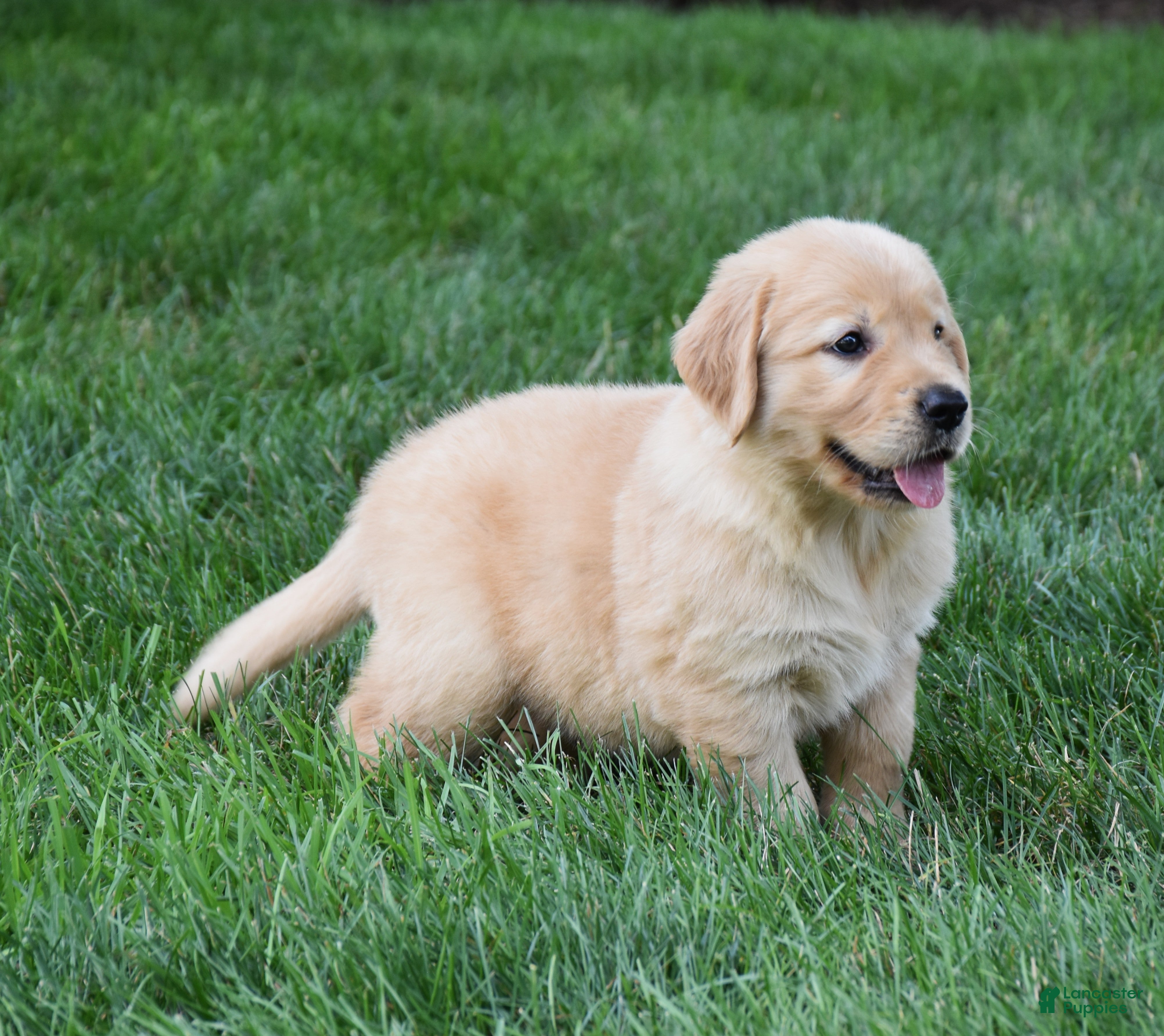 Golden Retriever dogs Otis - Ad 2