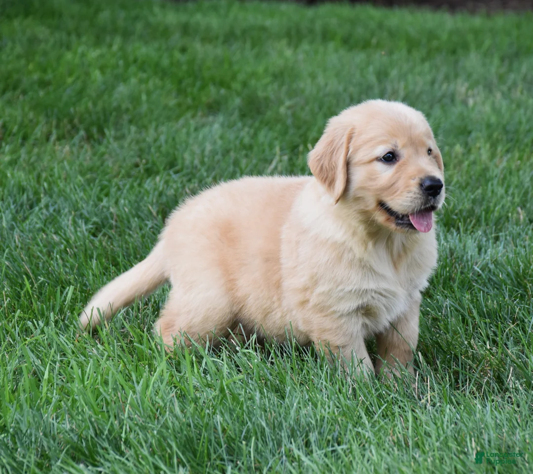 Golden Retriever dogs for sale: Otis - Ad 2