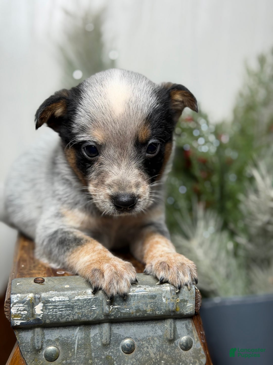 Australian Cattle Dog dogs for sale: Australian Cattle Dog Puppy 4 - Ad 3