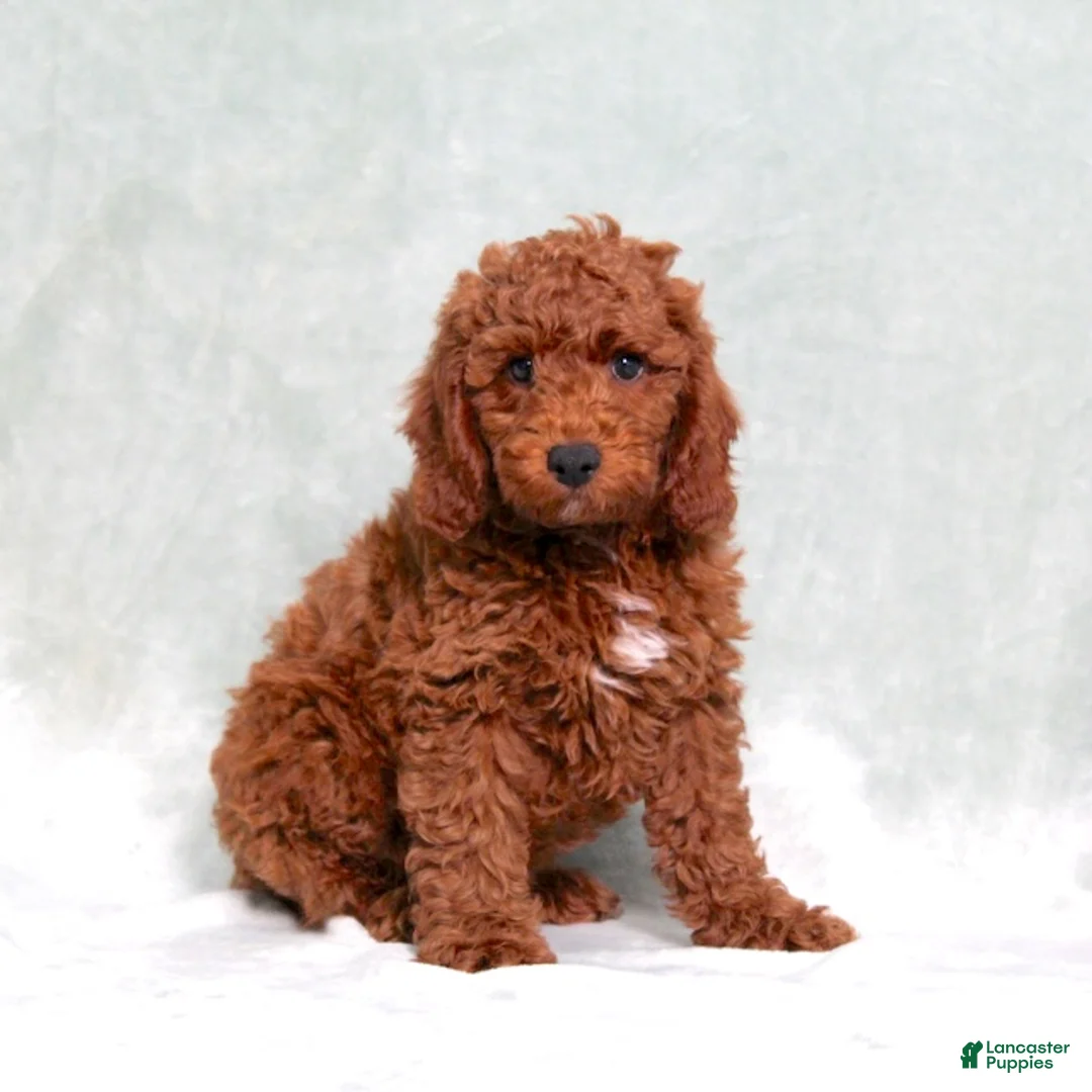 Miniature Poodle dogs for sale: Luke - Ad 1