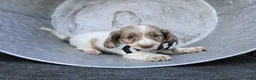 Miniature Dachshund dogs for sale: Dreamer - Ad 4