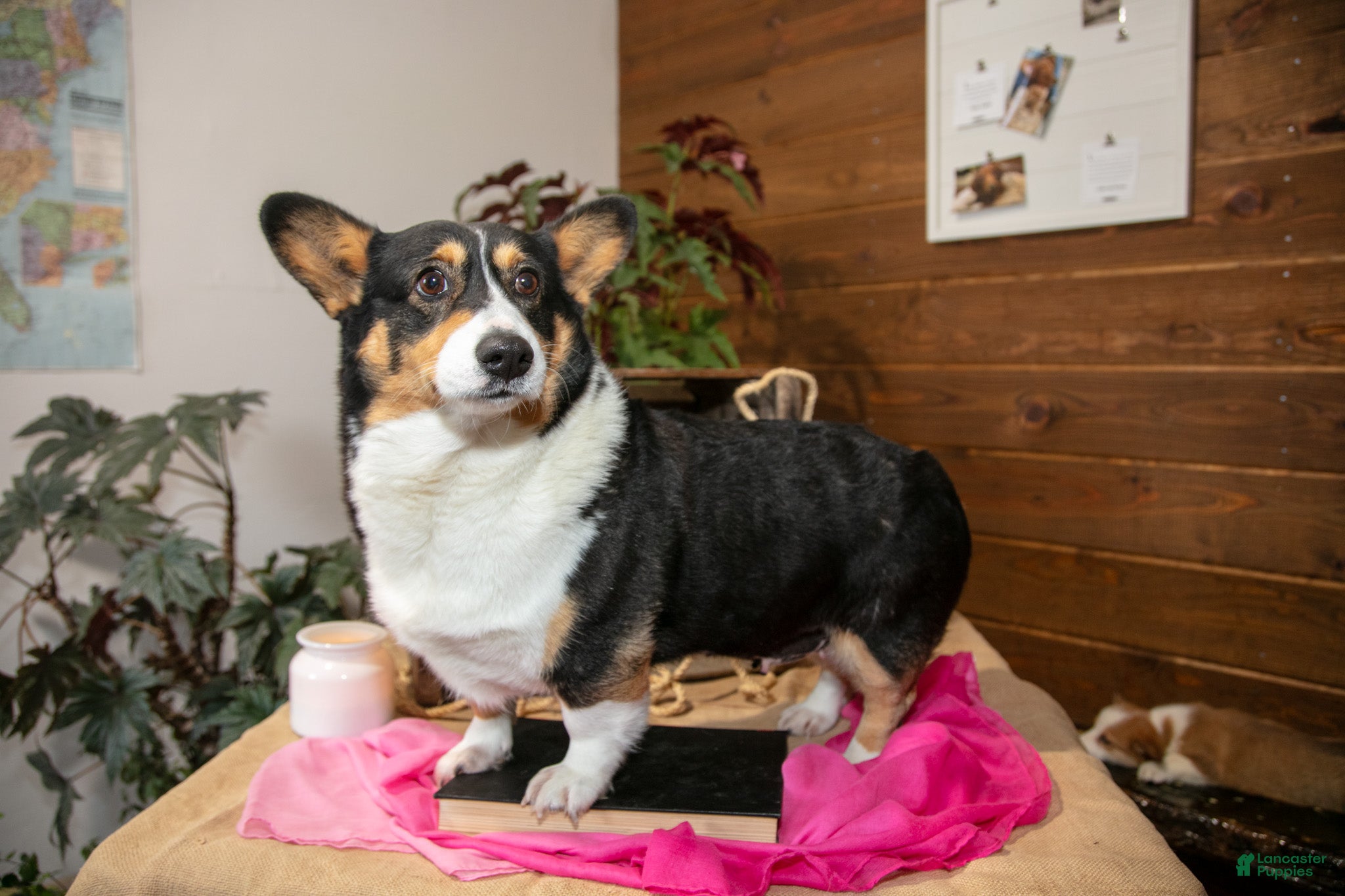 Welsh Corgi Pembroke dogs Fayline - Ad 2