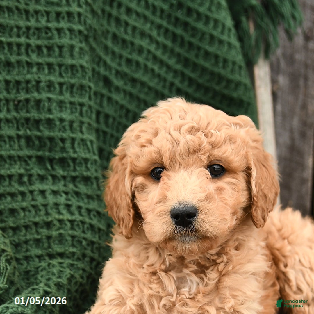 Mini Goldendoodle dogs for sale: Teddy - Ad 3