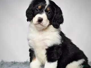 Bernedoodle dogs Ms. Valerie - Ad 6