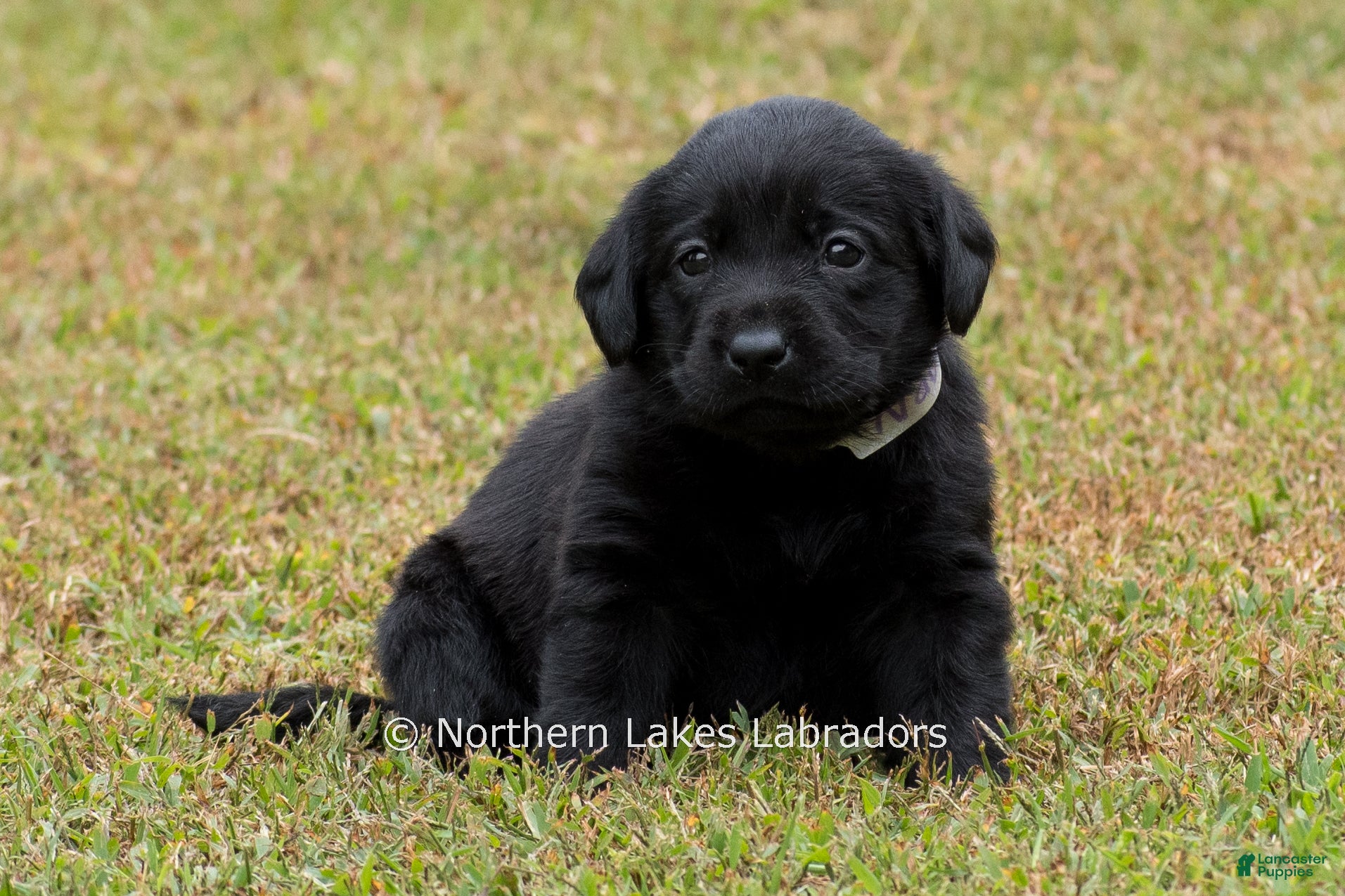 Labrador Retriever dogs Navy - Ad 23