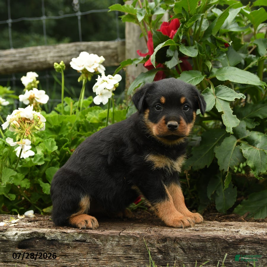 Rottweiler dogs Kitty - Ad 2