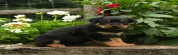 Rottweiler dogs for sale: Kitty - Ad 2